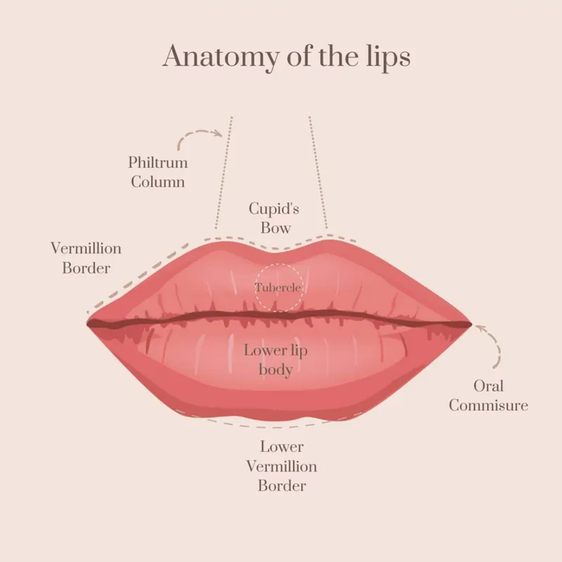 Lip anatomy reference used by Dr Rakib for personalised lip enhancement planning